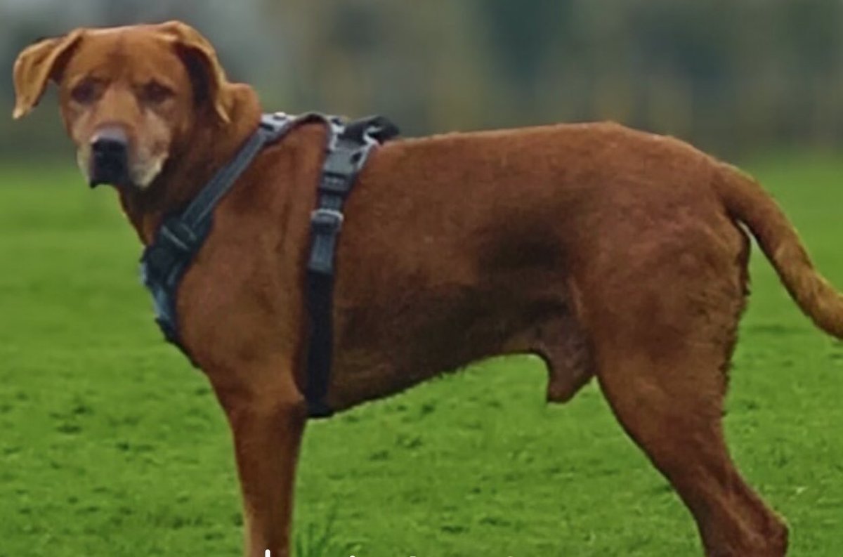 Unchained Dog Rescue tweet media