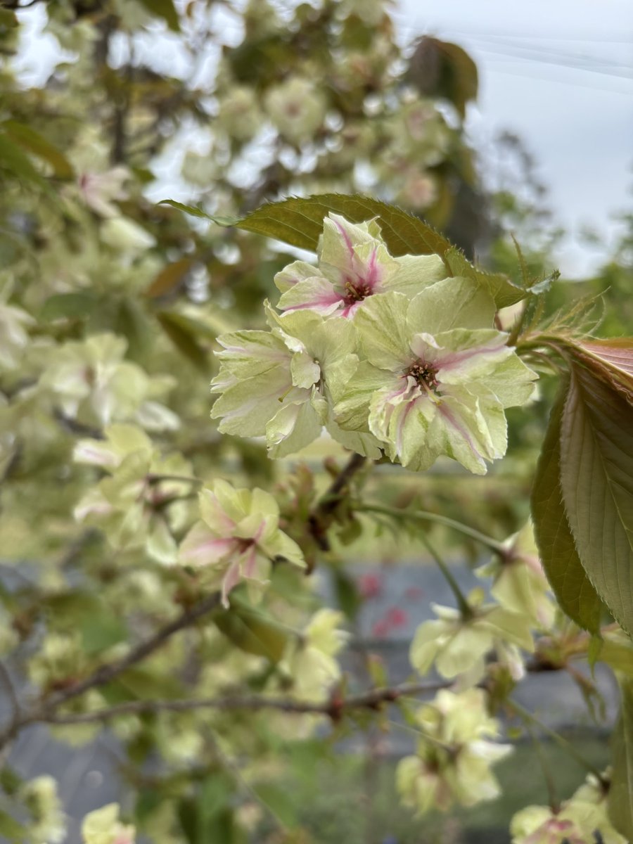 ぽぷり tweet media