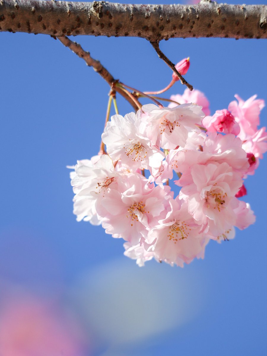 びーの🐝3姉妹ママ🌸楽天room tweet media