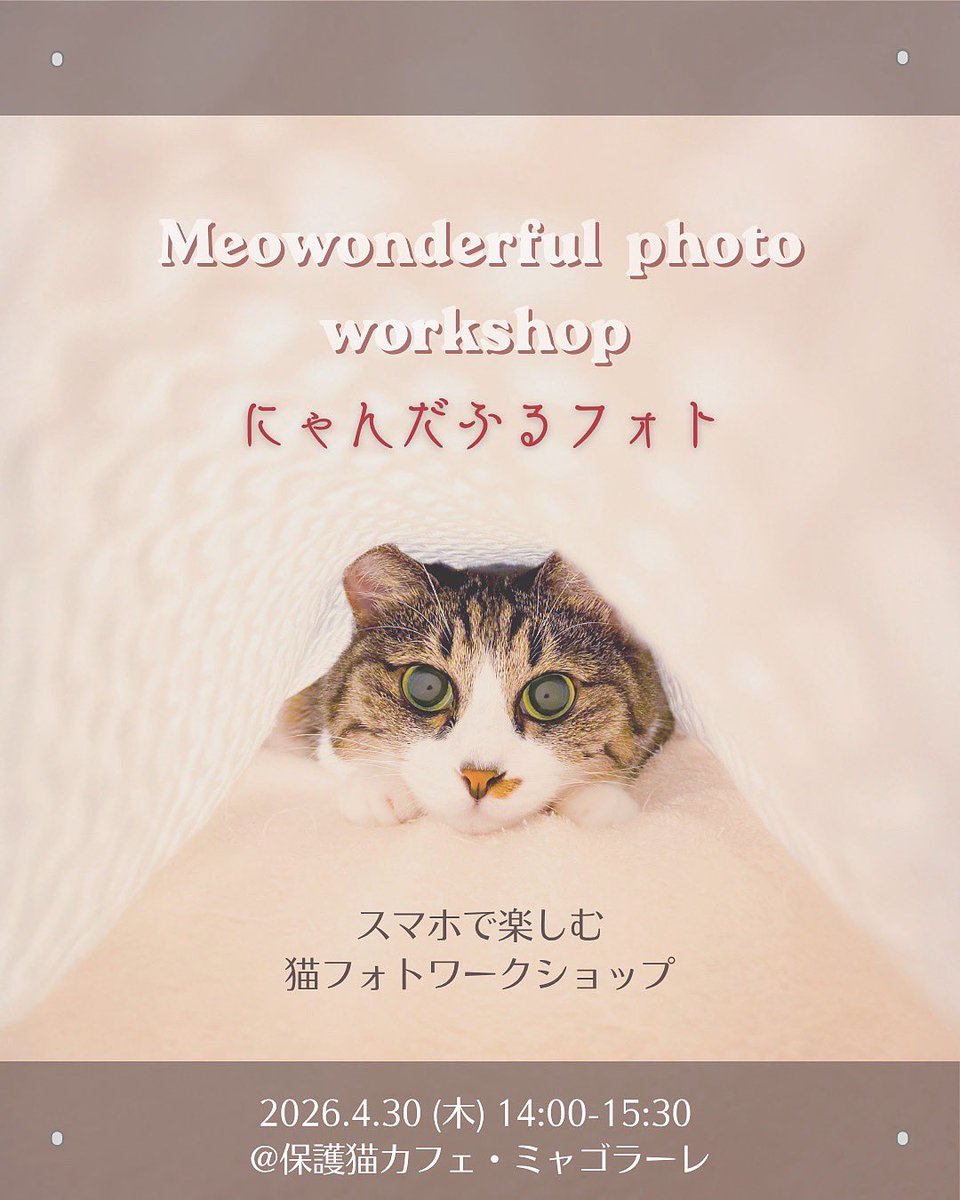 保護猫カフェMiagolare tweet media