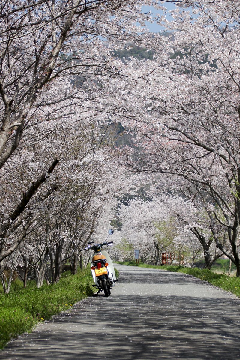 kom2base's tweet photo. #これを見た人は愛車の背景が桜の画像を貼れ https://t.co/qxiQnOC1XR