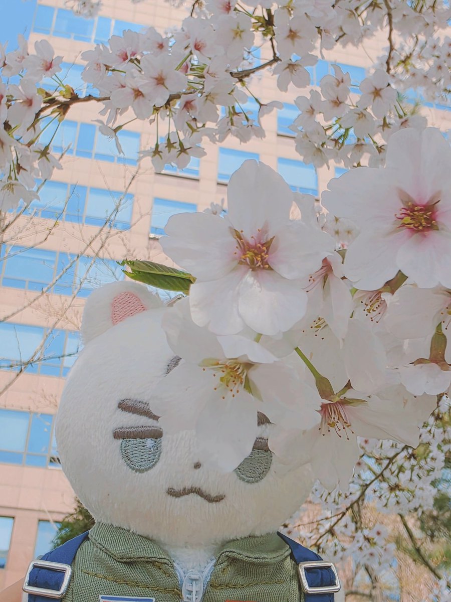 캐터펄트 tweet media