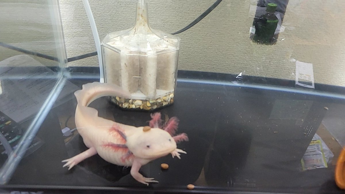 タカ砲ちゃんねる 旧光宙ちゃんねる tweet media