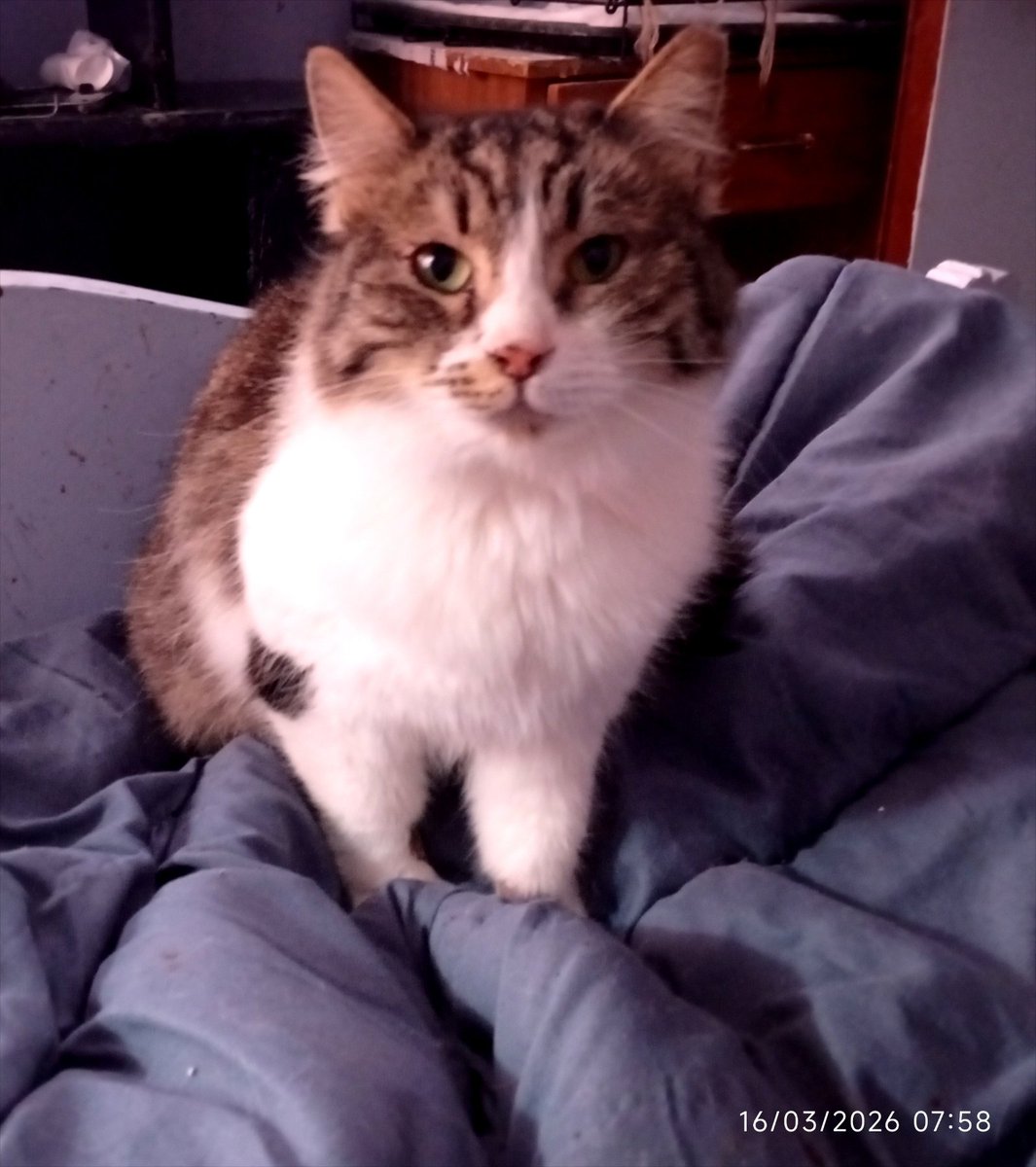 το γατί ^..^ ★ tweet media