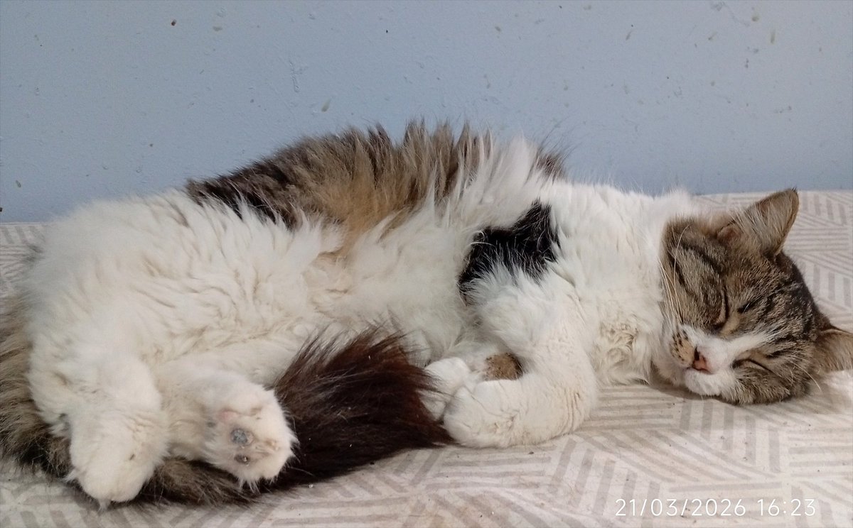 το γατί ^..^ ★ tweet media