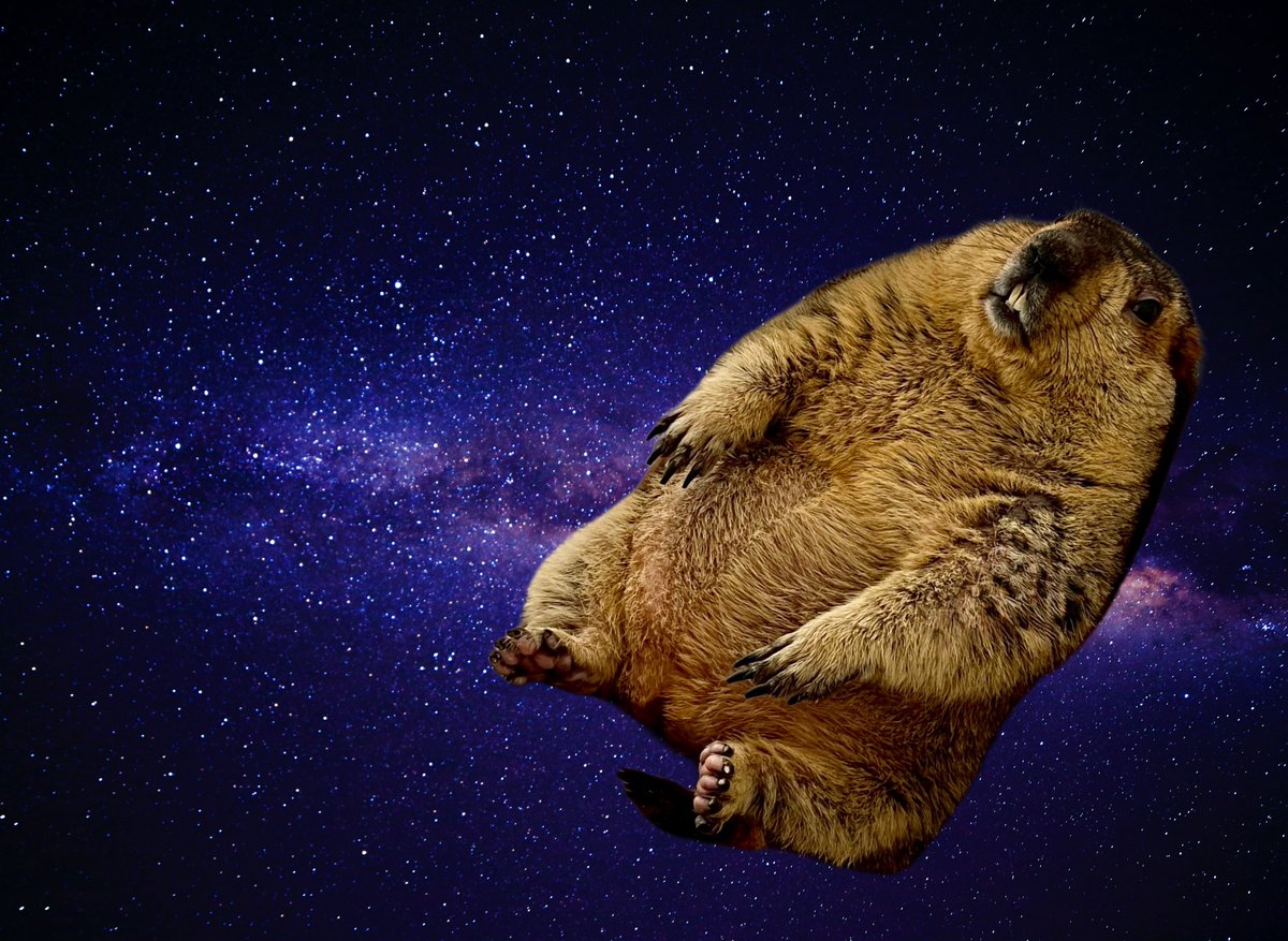 ドクターマーモット tweet media