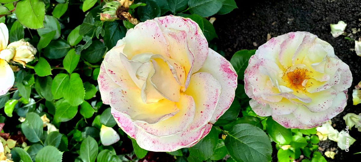 emily01749597's tweet image. #pforzheim #durlach #bruchsal #ettlingen #bretten #rastatt