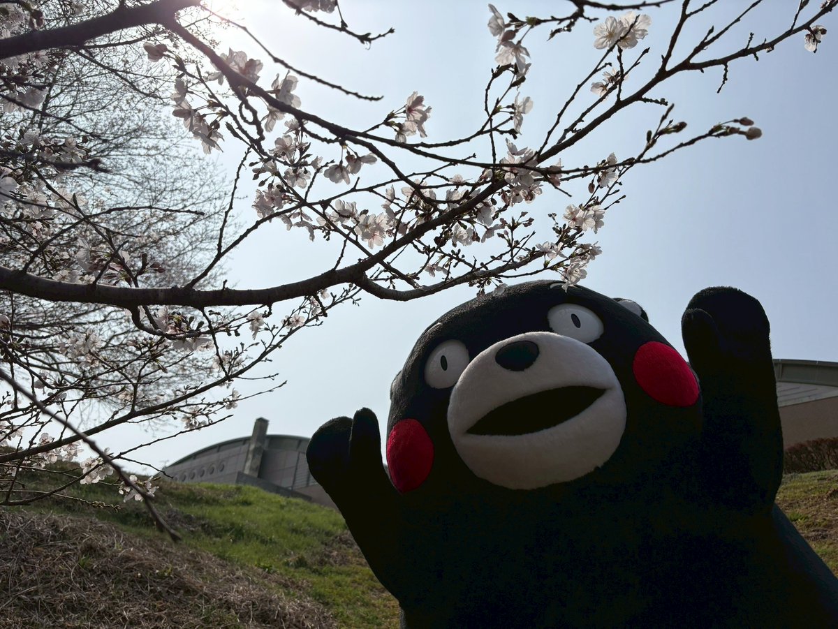 くまモン【公式】 tweet media