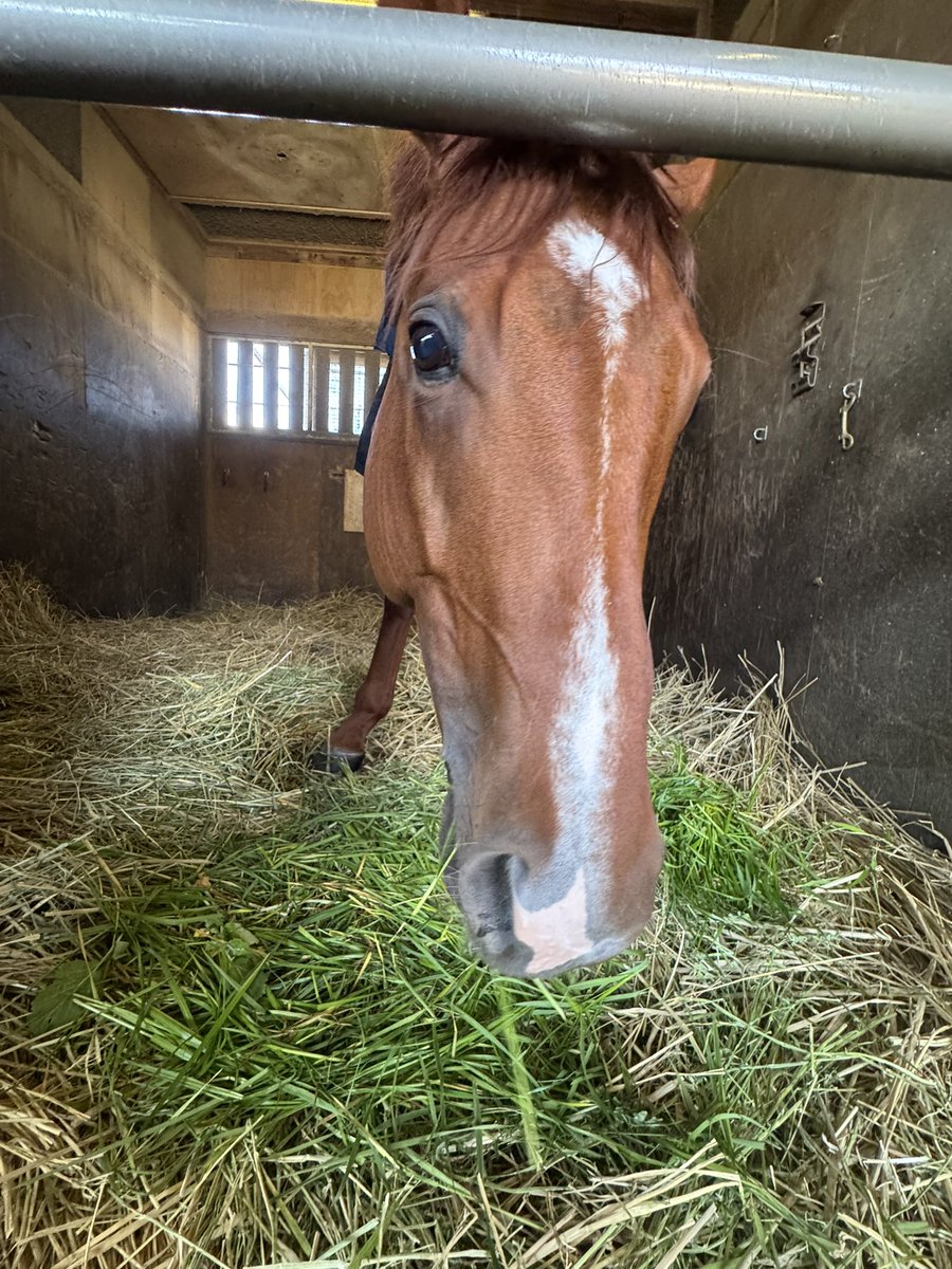 上原博之厩舎【ウエハラヒロユキキュウシャ🍀】 tweet media