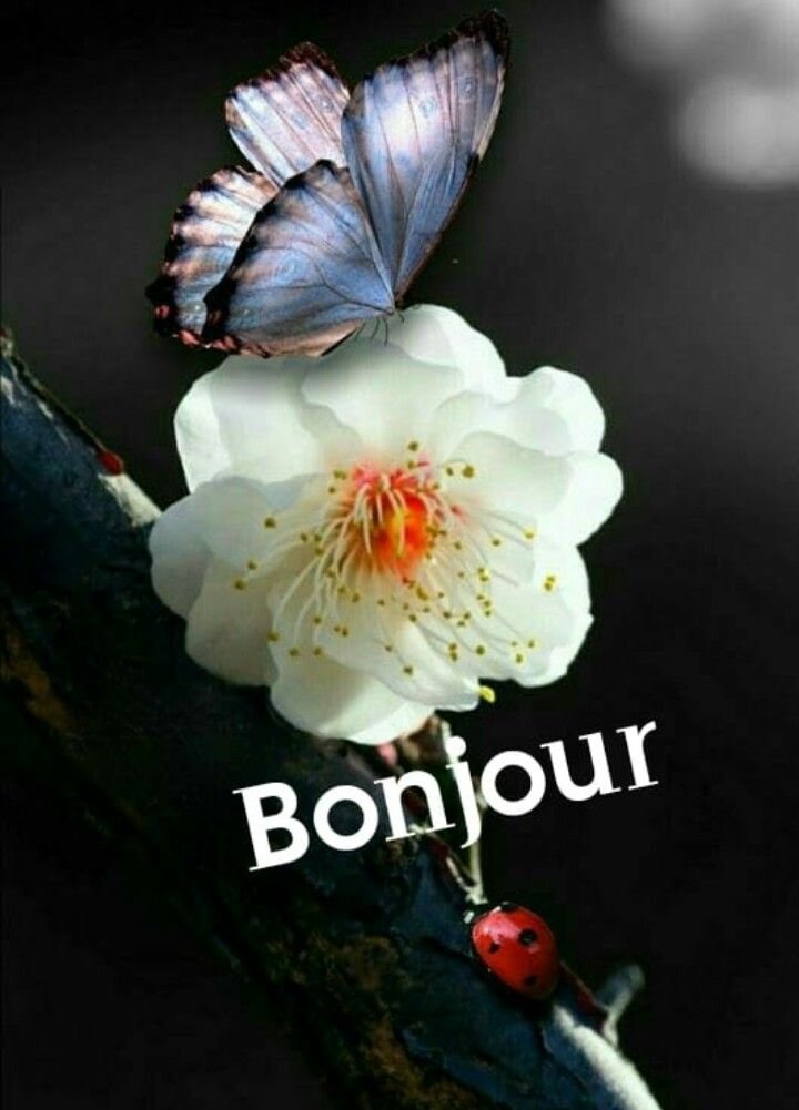 JulieParker144's tweet photo. @christo18871815 @burnelina @nenettefcoco @LisaNGuttenberg @RagusoSergio @DanielBrasilia @postoff25 @jeancayeux @smaksked @devaang @mdrechsler @enits5 @cocottine2 @NevilleGaunt @Dkell999 @ValeryMarchive @PVynckier @Nicochan33 @LoveMeSomeBent @LorenaBaricalla @fikafuntimes @AngelMelodie2 @Burnel15 @Earthles @lguezo @madame_michue @olvid_io Good Morning Friends. #GoodMorining #Bonjour https://t.co/A1smi3YRsV