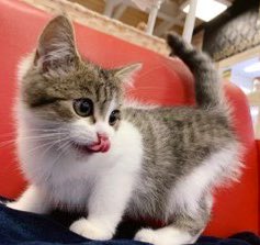 ニコちゃんとこたろう先生とトロとわさび姐さん tweet media