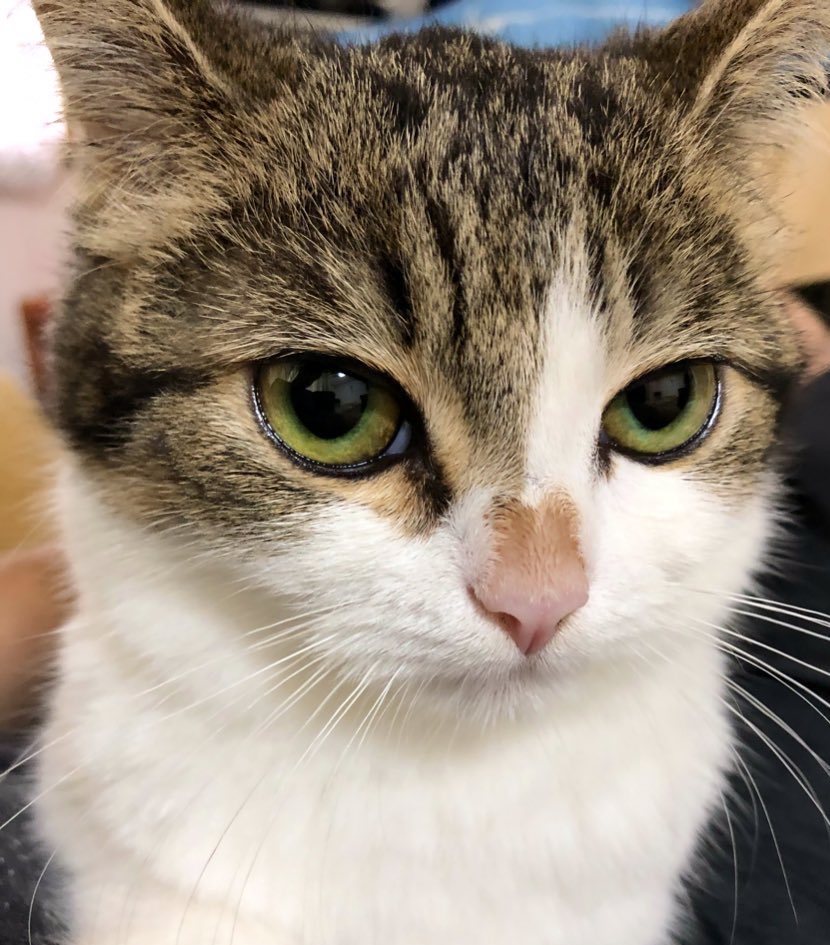 ニコちゃんとこたろう先生とトロとわさび姐さん tweet media