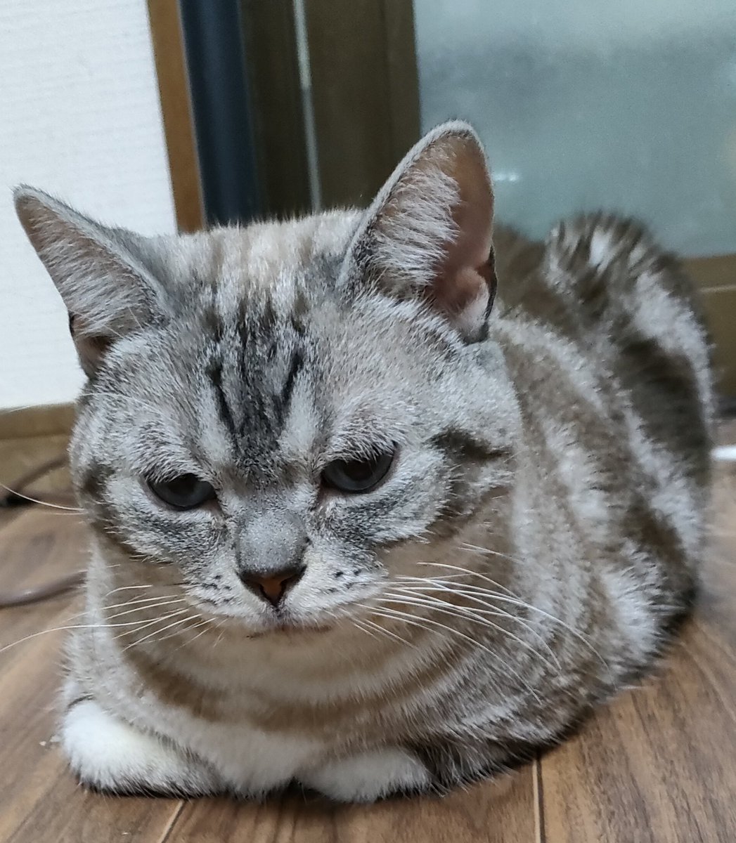 eRr10Qs1nJ13159's tweet photo. 新しい猫さんが保護猫邸スイートホームウリエルに仲間入りしました🐈️✨️
9歳の女の子でアメショの「ユエ」です😊
まだ訓練中で、どのお部屋に行くか決まっていませんが、環境に慣れてきたら皆様も会いにいらしてください🙇‍♂️
＃アメショ
＃保護猫カフェ
＃個室カフェ
＃大阪・中崎町 https://t.co/aBHjsm4oCJ