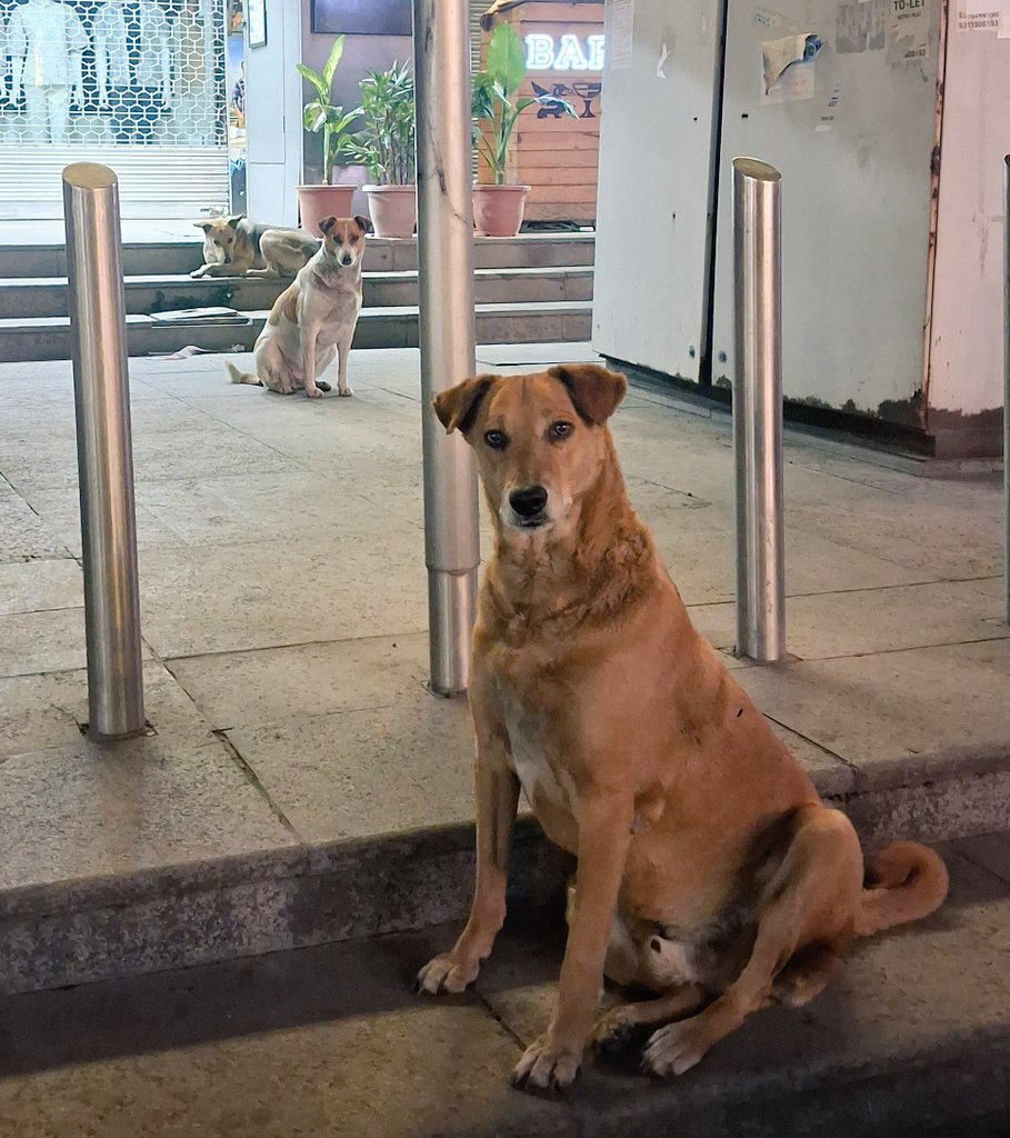 Pallavi U Dar tweet media