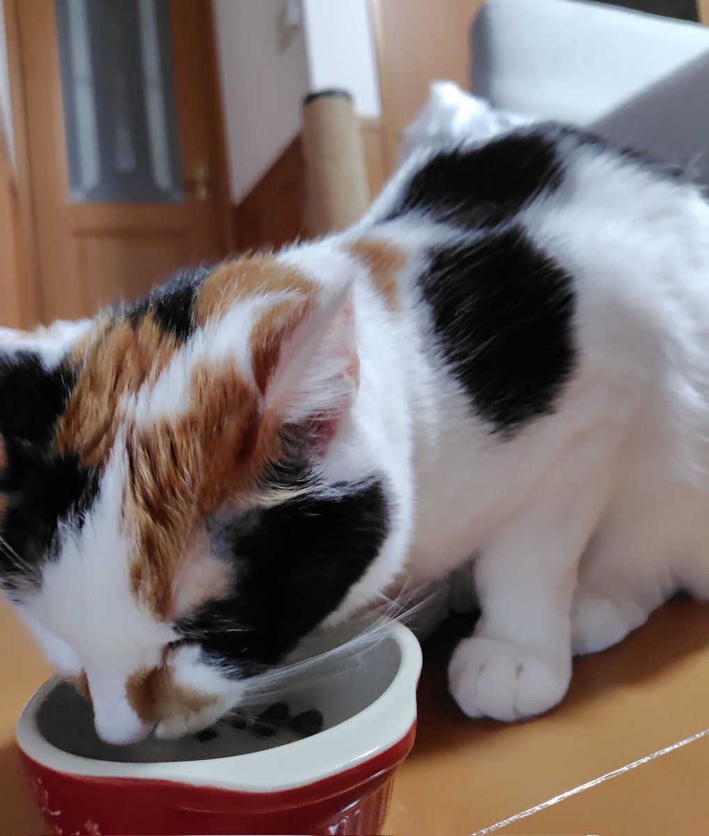 neko-shirotora🐾 tweet media