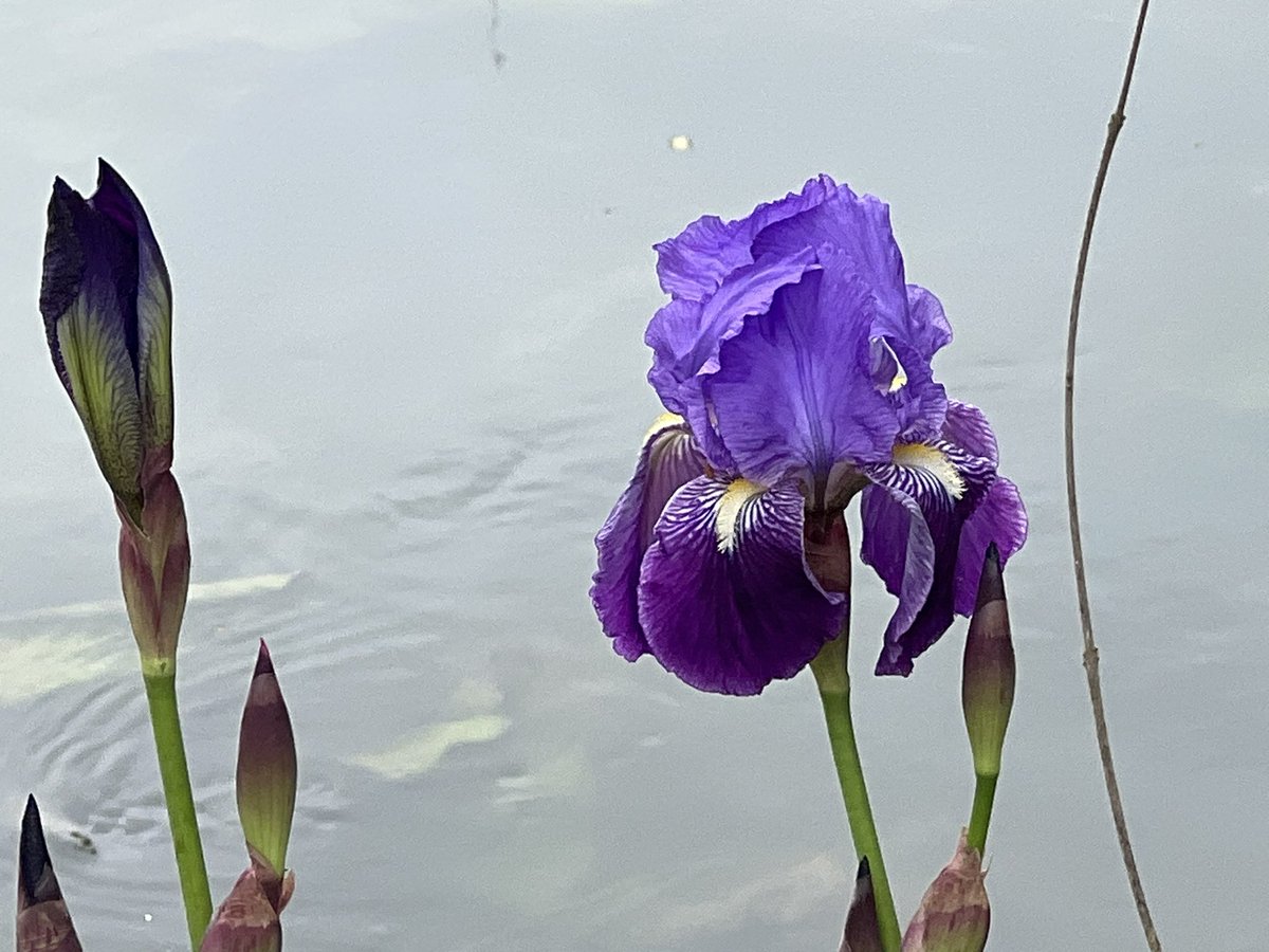 Frédéric Manfrin tweet media