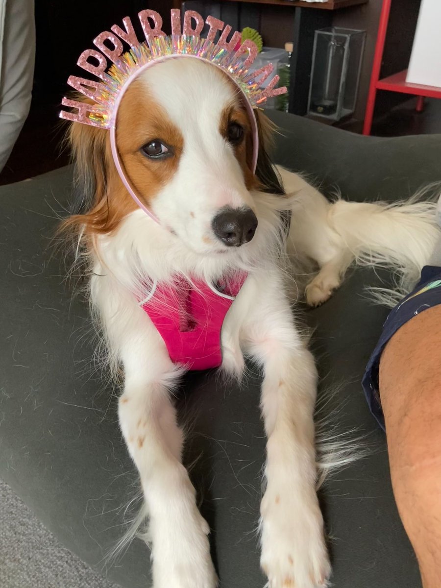 ステラおじさん(なみねむ) tweet media