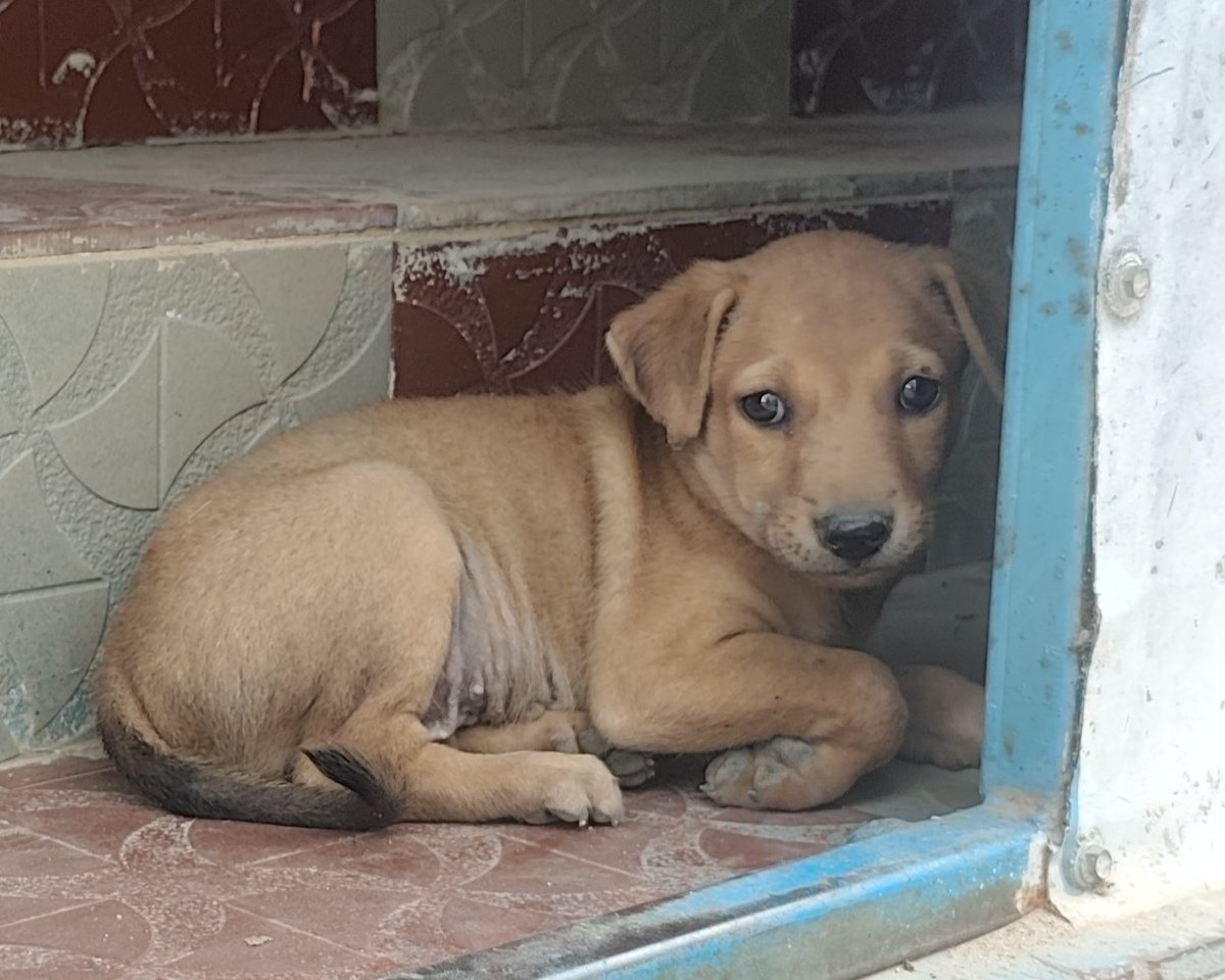 しょこたる🇮🇳 tweet media