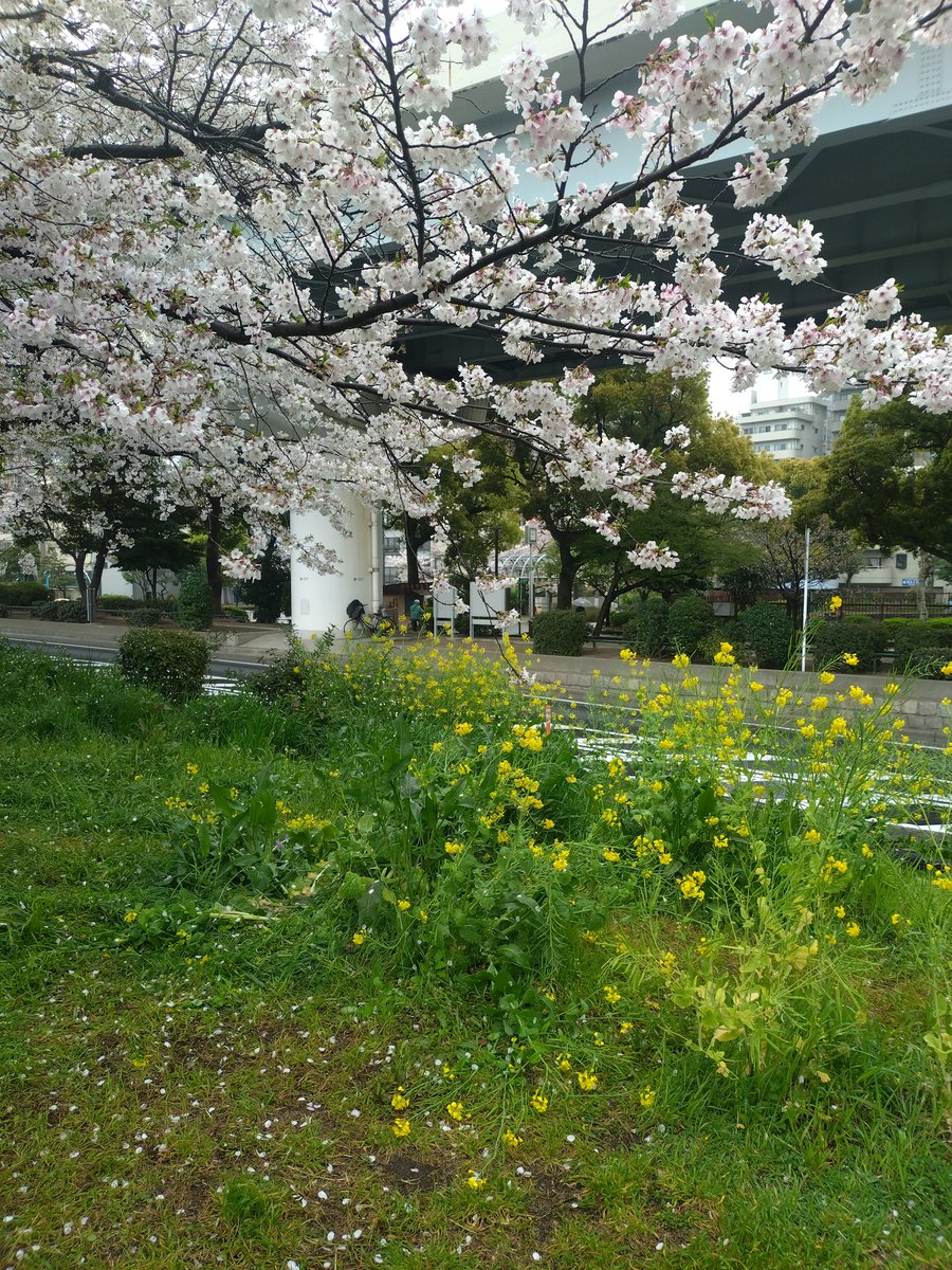 今日はお花見ランでした👟🌸
みんなでわいわい楽しかった✨
#富久の湯 #台東区 #銭湯