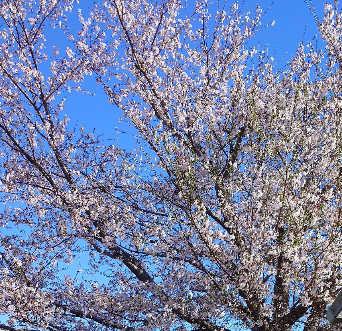 梵天丸 tweet media