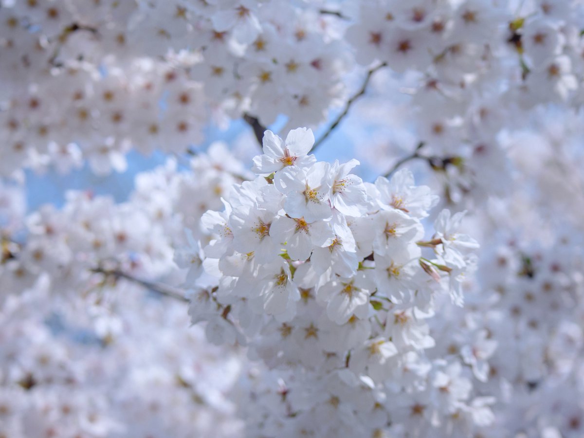 관극하는 혬찌 tweet media