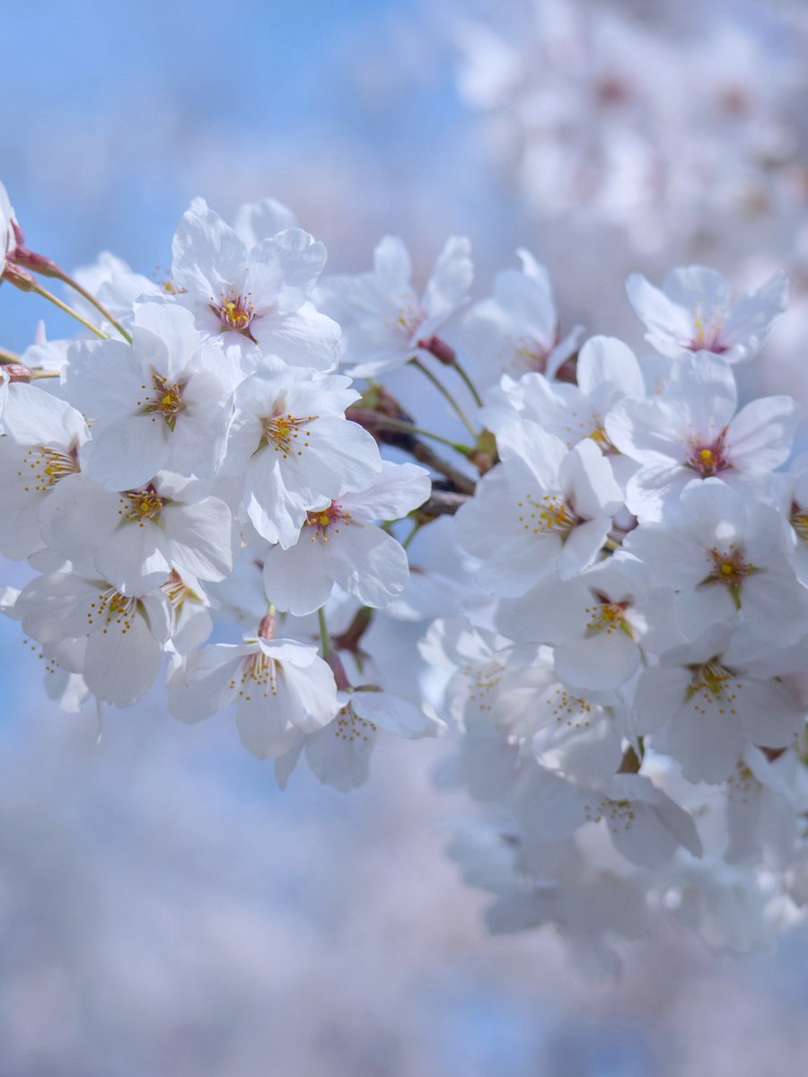 관극하는 혬찌 tweet media