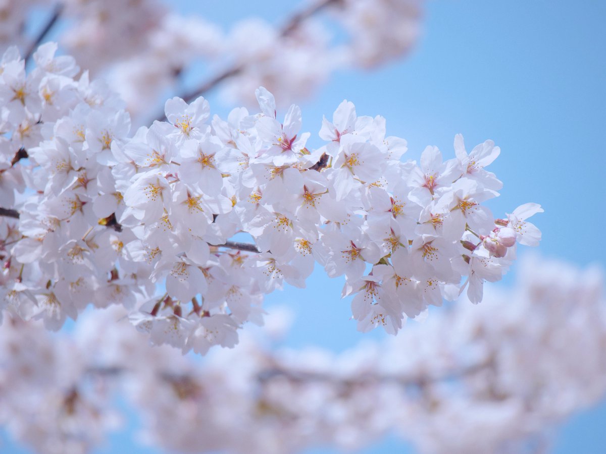 관극하는 혬찌 tweet media