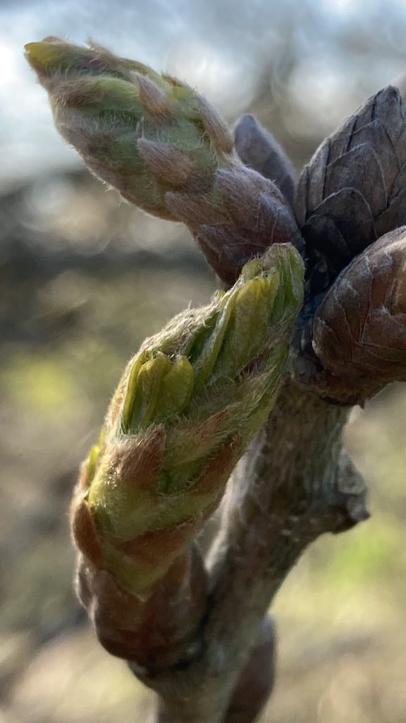 The English Oak Project tweet media