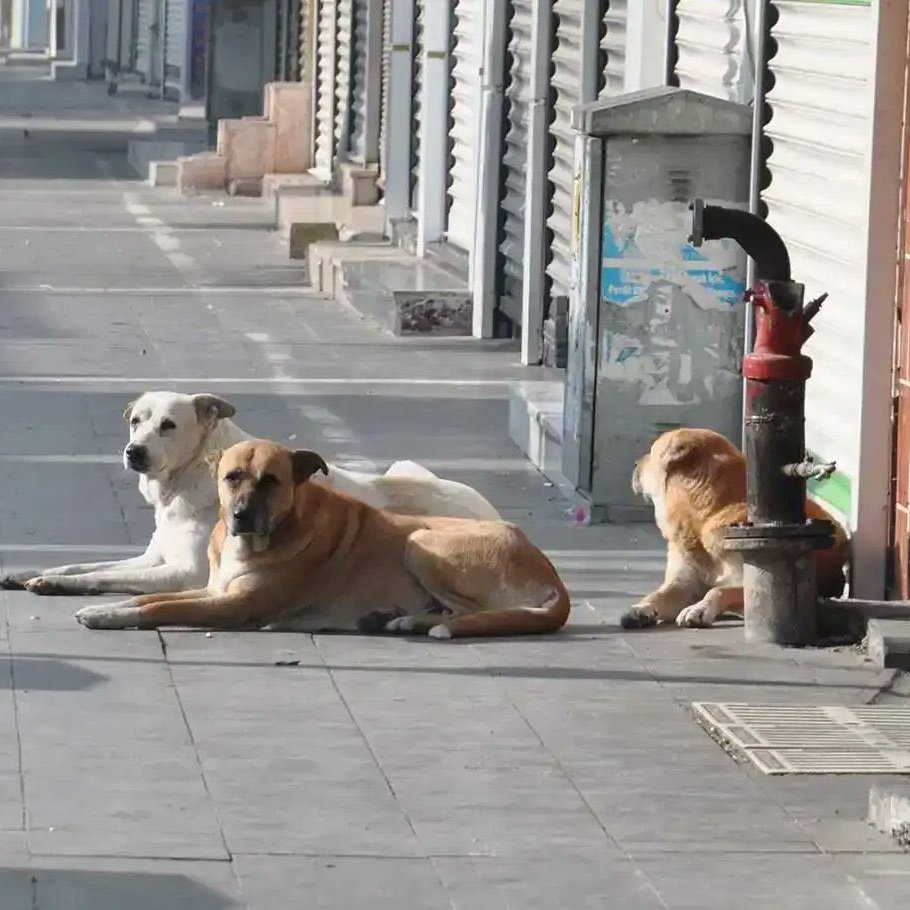 Türkçe Gündem tweet media