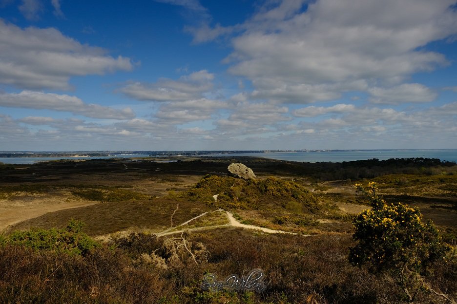 SamWlandscapes's tweet image. Lovely walk at Godlington heath near Studlands on Thursday #Dorset #landscapes #NationalTrust