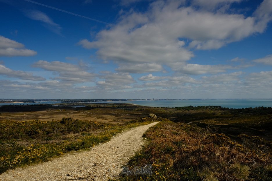 SamWlandscapes's tweet image. Lovely walk at Godlington heath near Studlands on Thursday #Dorset #landscapes #NationalTrust