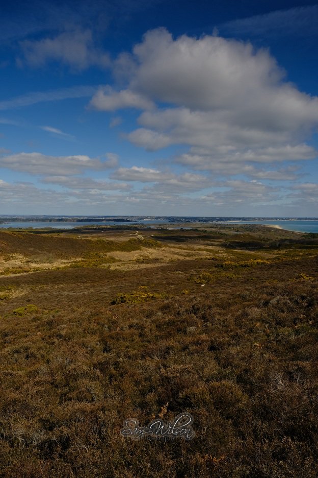 SamWlandscapes's tweet image. Lovely walk at Godlington heath near Studlands on Thursday #Dorset #landscapes #NationalTrust