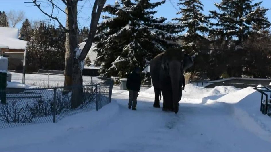 Cosmicbrigade's tweet image. #Saturdaythoughts 
Animals don't belong in businesses EG zoos.
Animals are not toys for entertainment, or a means to amass profits.
But #Yeg 🇨🇦continue to hold wild animals captive in their small run down zoo all as a way to sell 🎟️to visitors while still making a financial loss.