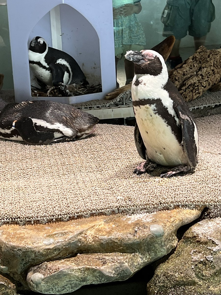 山口かっぺーた tweet media