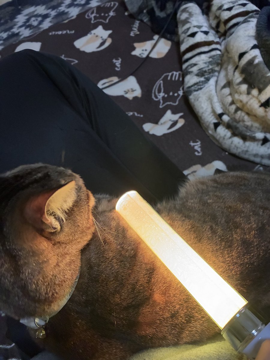 よま/ヤード推 tweet media