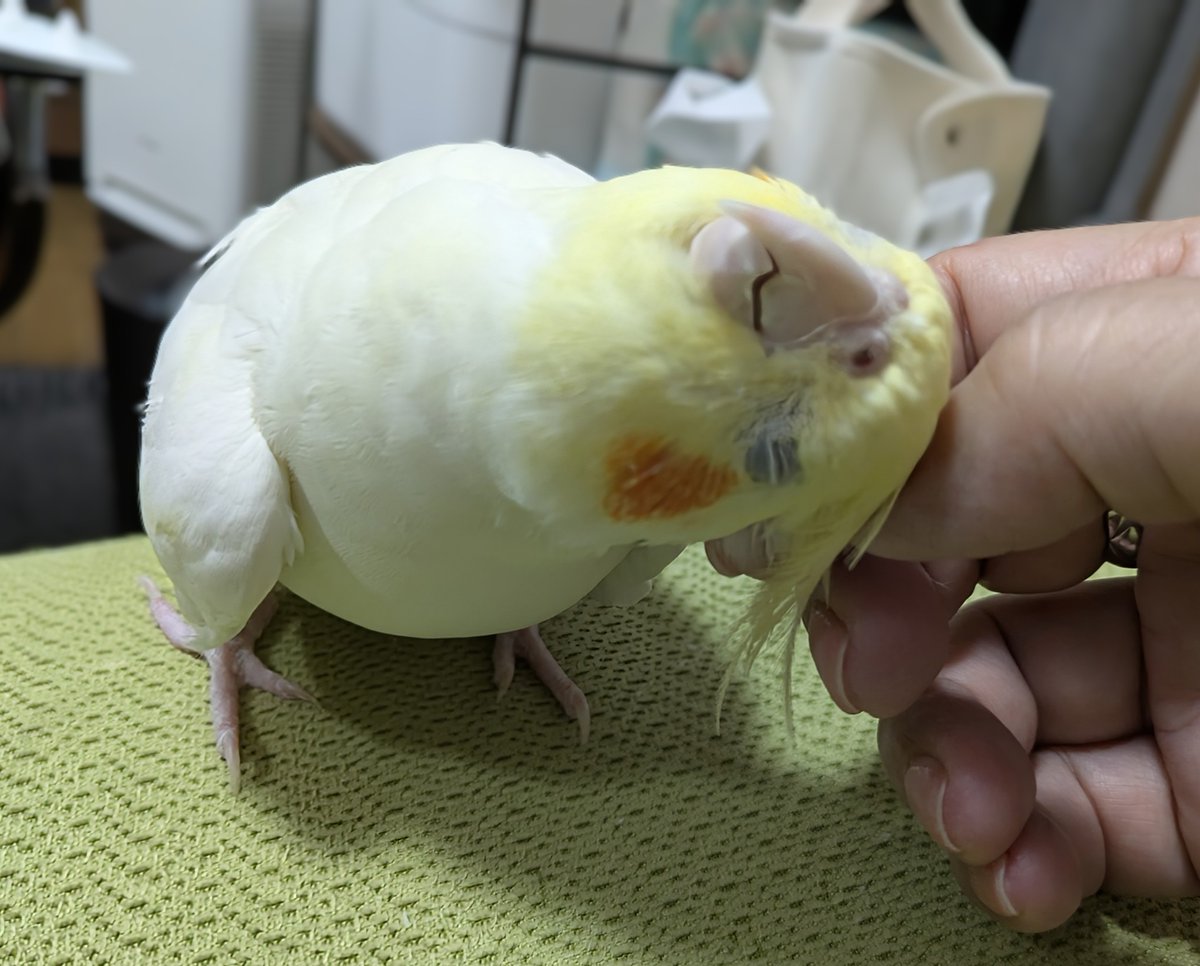 bambi@モフ子 tweet media