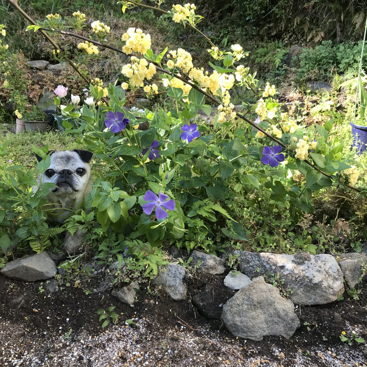 よしこ【5/24デザフェスB-438】 tweet media