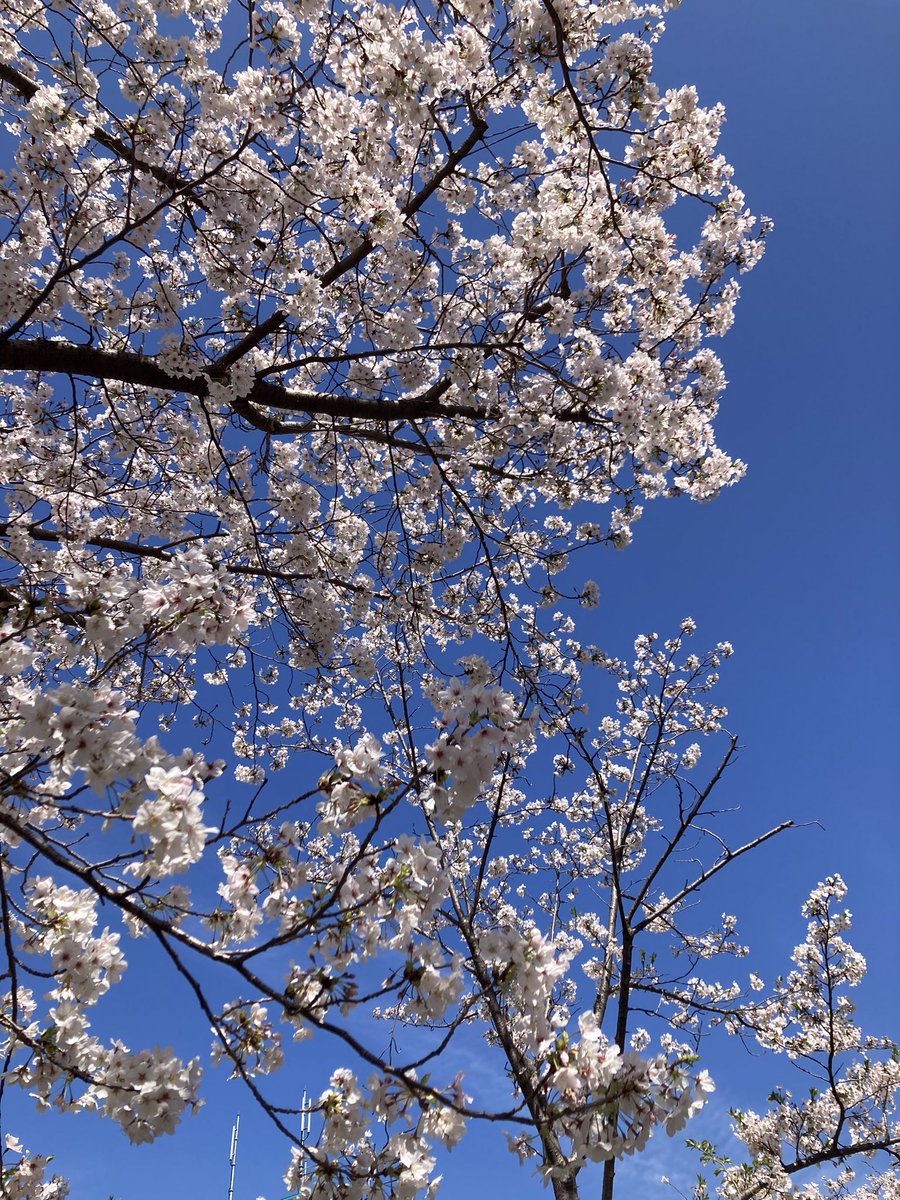桜の名所にいくな
近所の桜を愛でろ
