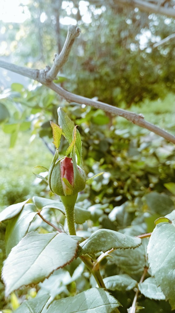 خالد tweet media