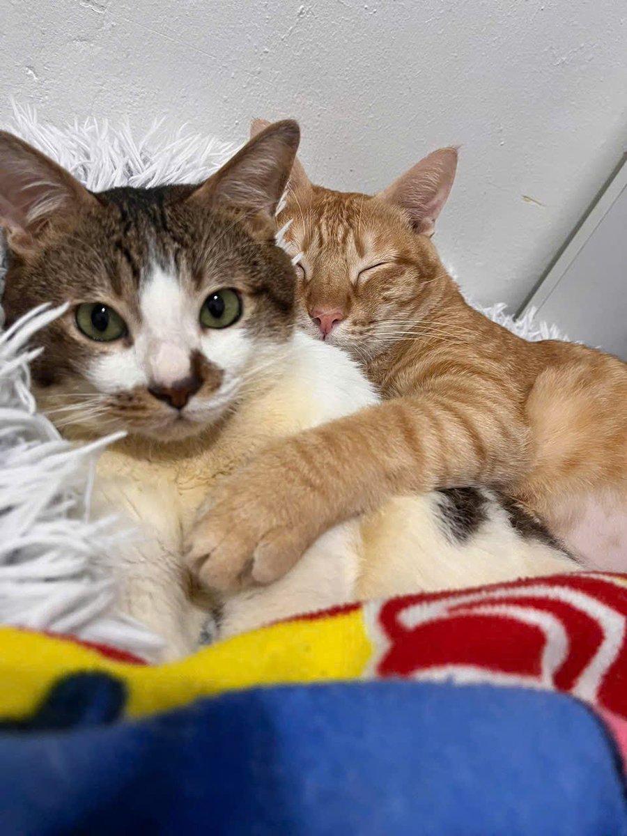 Nakata Hiro tweet media