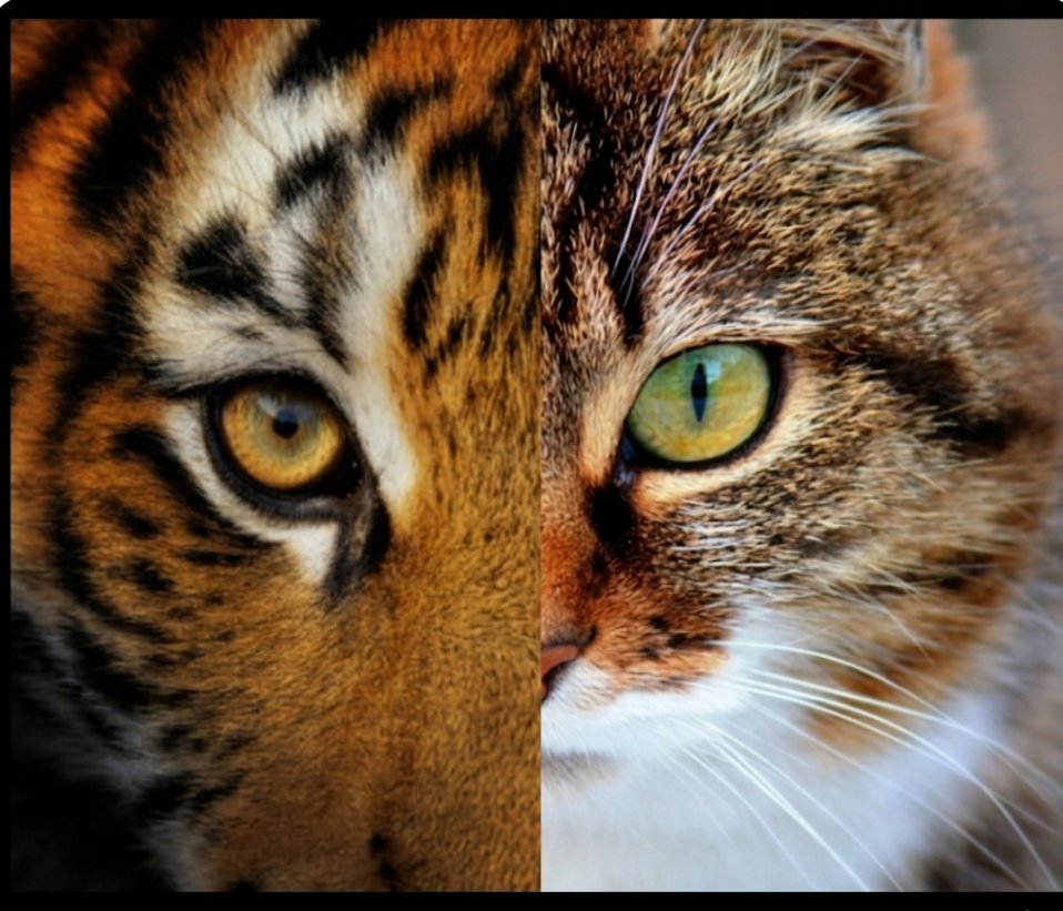 Lliure🌻 tweet media