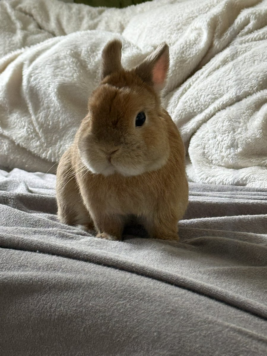 ポピー(ウサギ) モニ(飼い主) tweet media