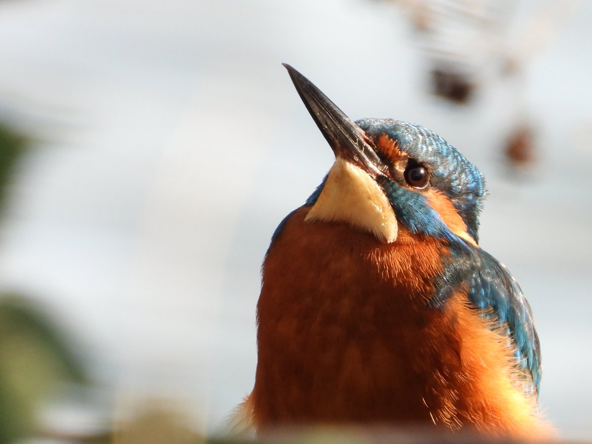 East London Kingfishers tweet media