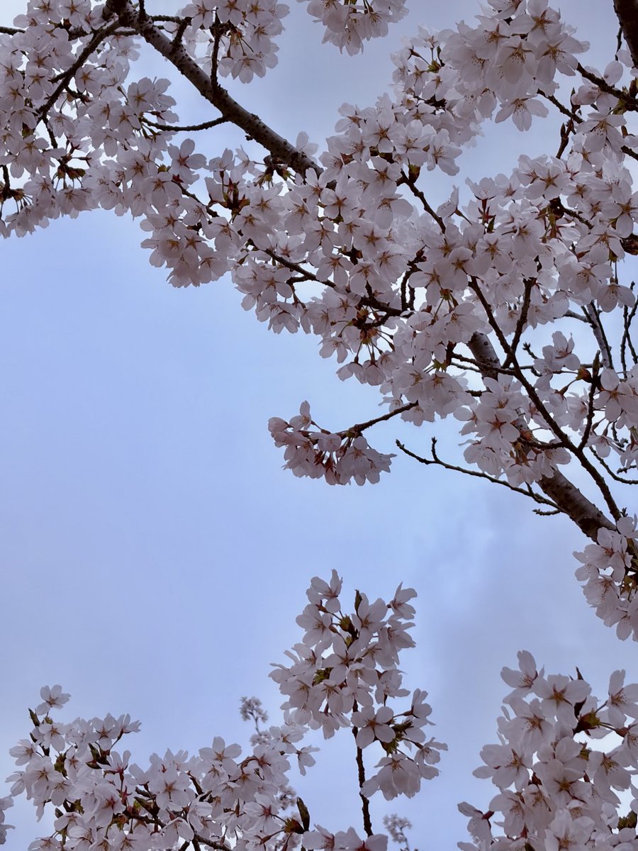 yeonghwa769's tweet photo. 오늘 한 일

차 놔두고 급류 시작하기 ~.~
꽃구경하기. . . 🌸 https://t.co/ZywuW1hOD2