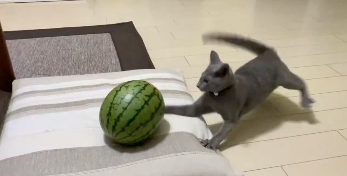 ライブドアニュース tweet media