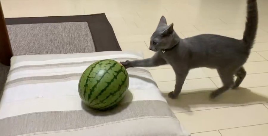 ライブドアニュース tweet media