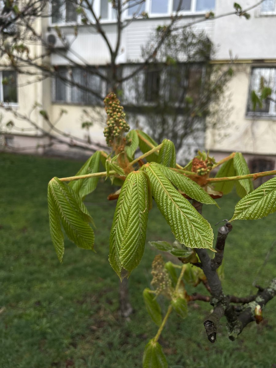 `starwalker ✨⚔️ tweet media