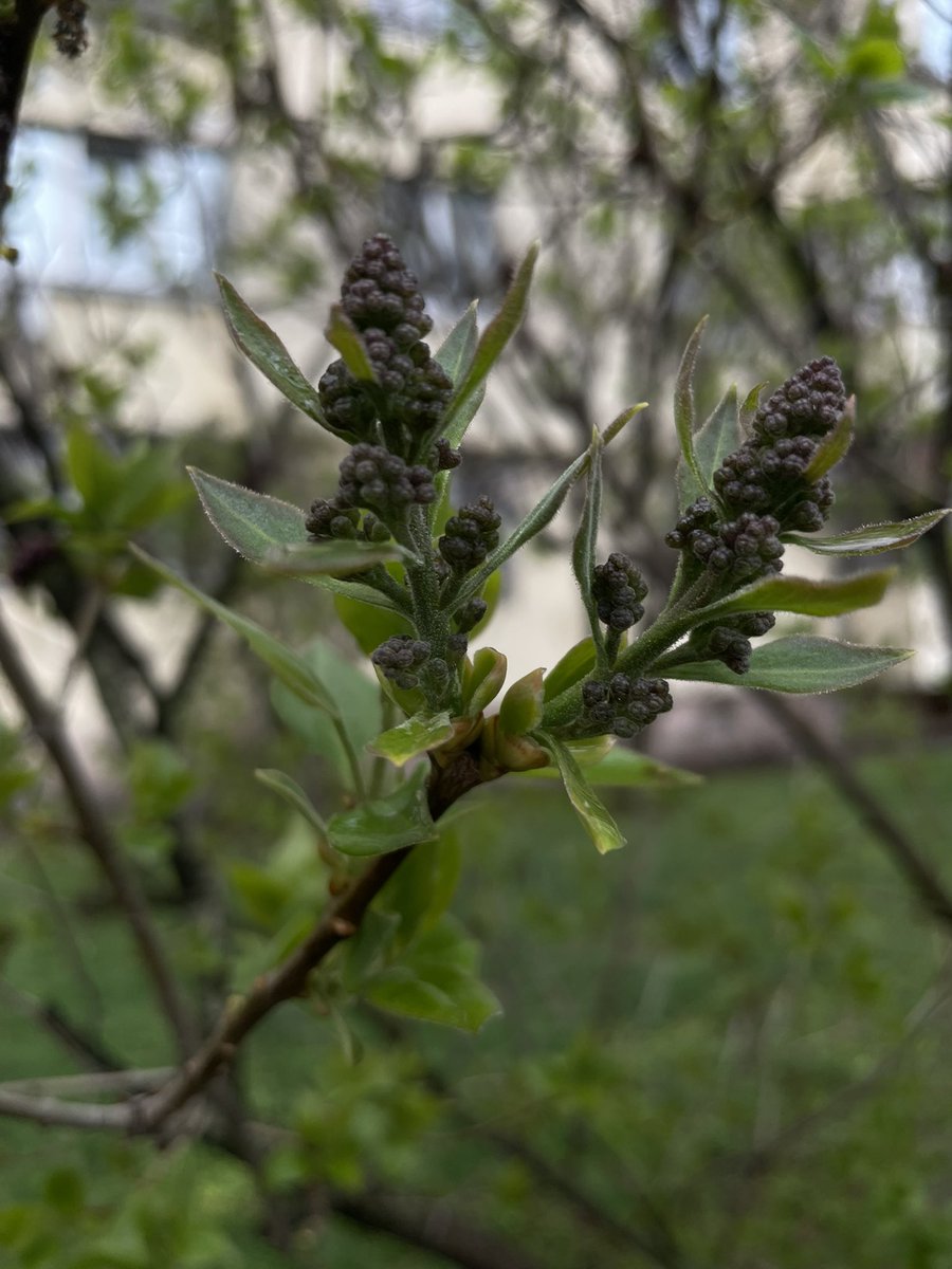 `starwalker ✨⚔️ tweet media