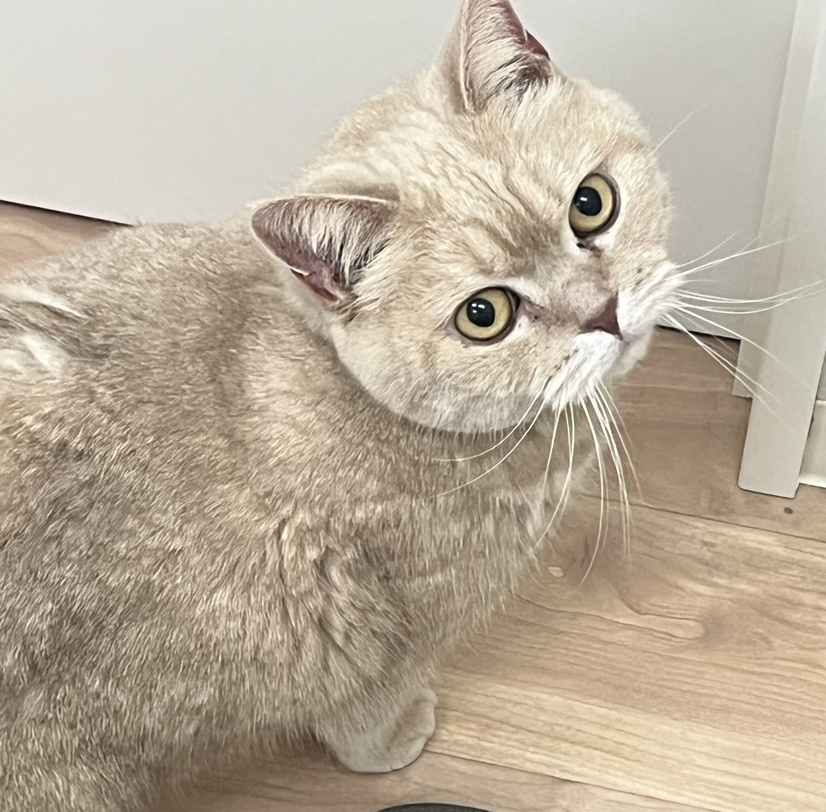 𝐇𝐈𝐃𝐄 tweet media