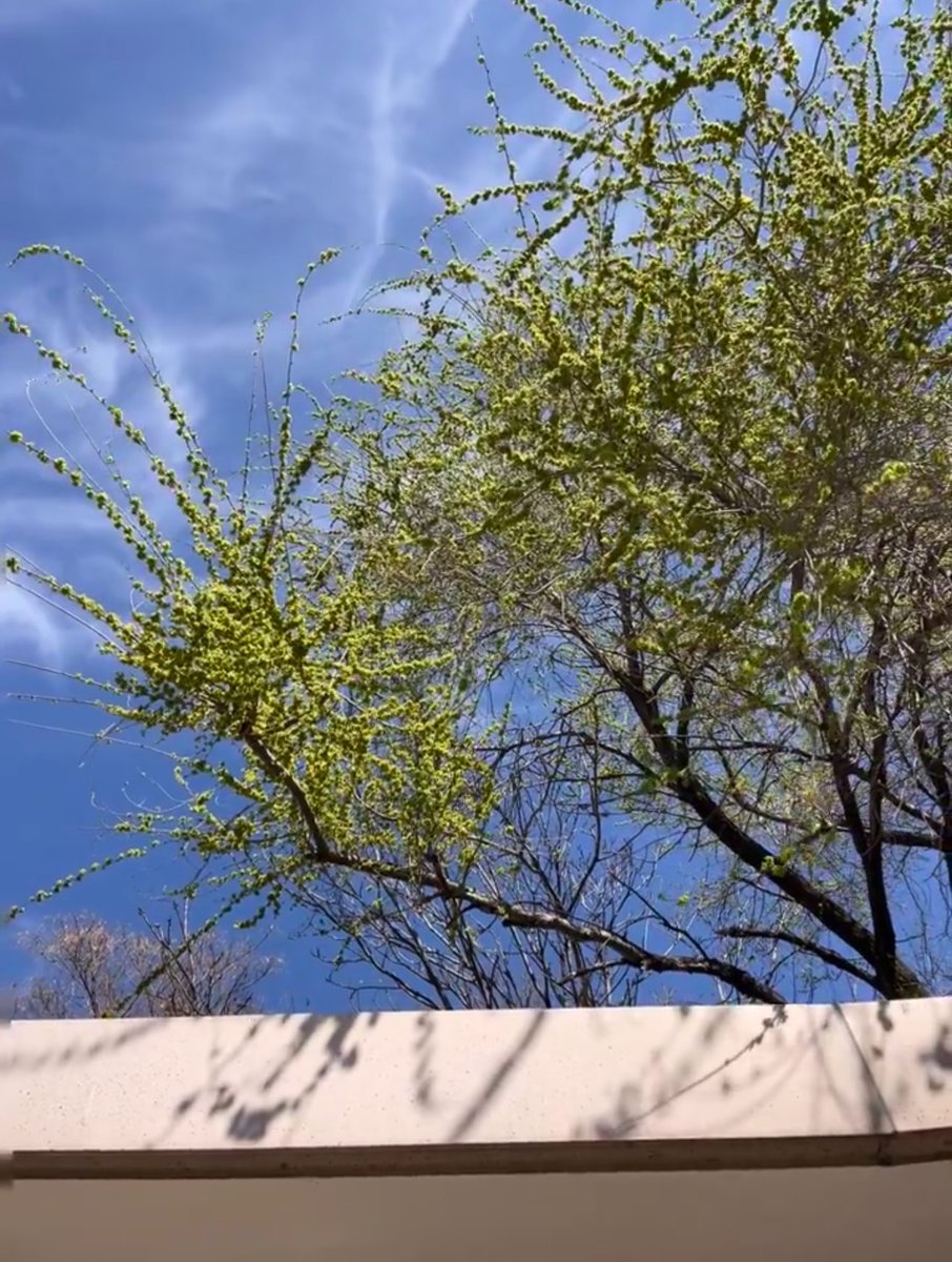 爱画画的七七 tweet media